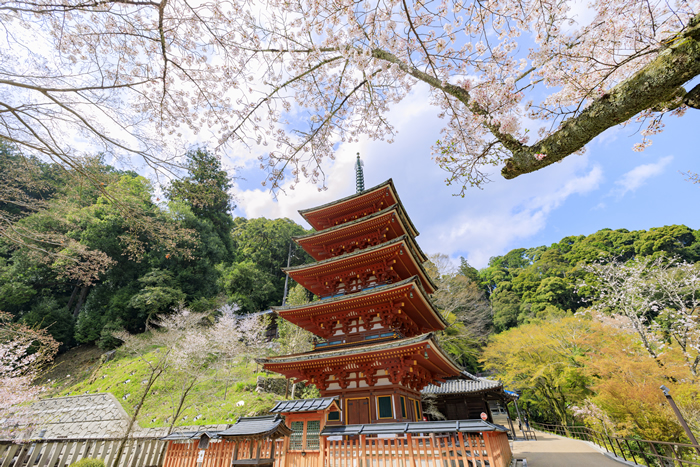 古都鎌倉でも有数の紅葉スポット、長谷寺